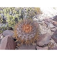 Amazon.co.jp: 【種子】Copiapoa Longistaminea◇コピアポア